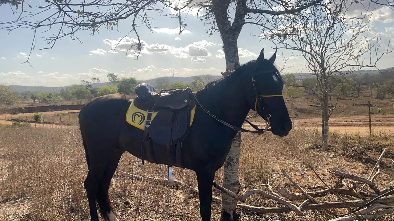 Cavalo Mangalarga Marchador para venda