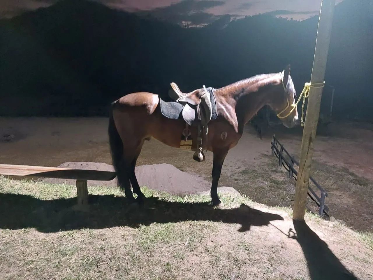 Garanhão Mangalarga Marchador  - Foto 4