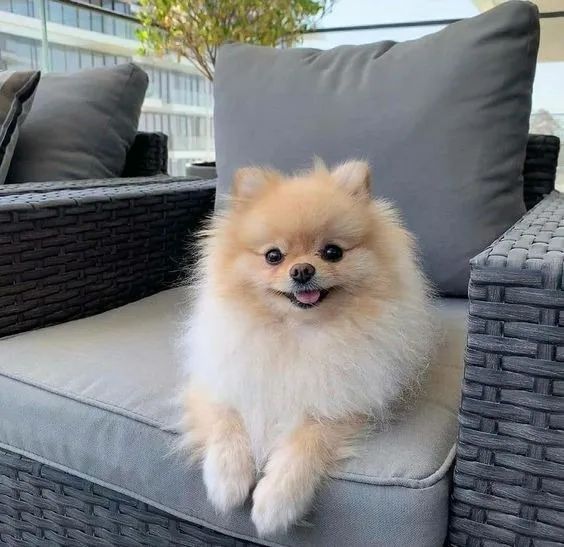 Spitz Alemão Filhotes na Cor Creme - Foto 2