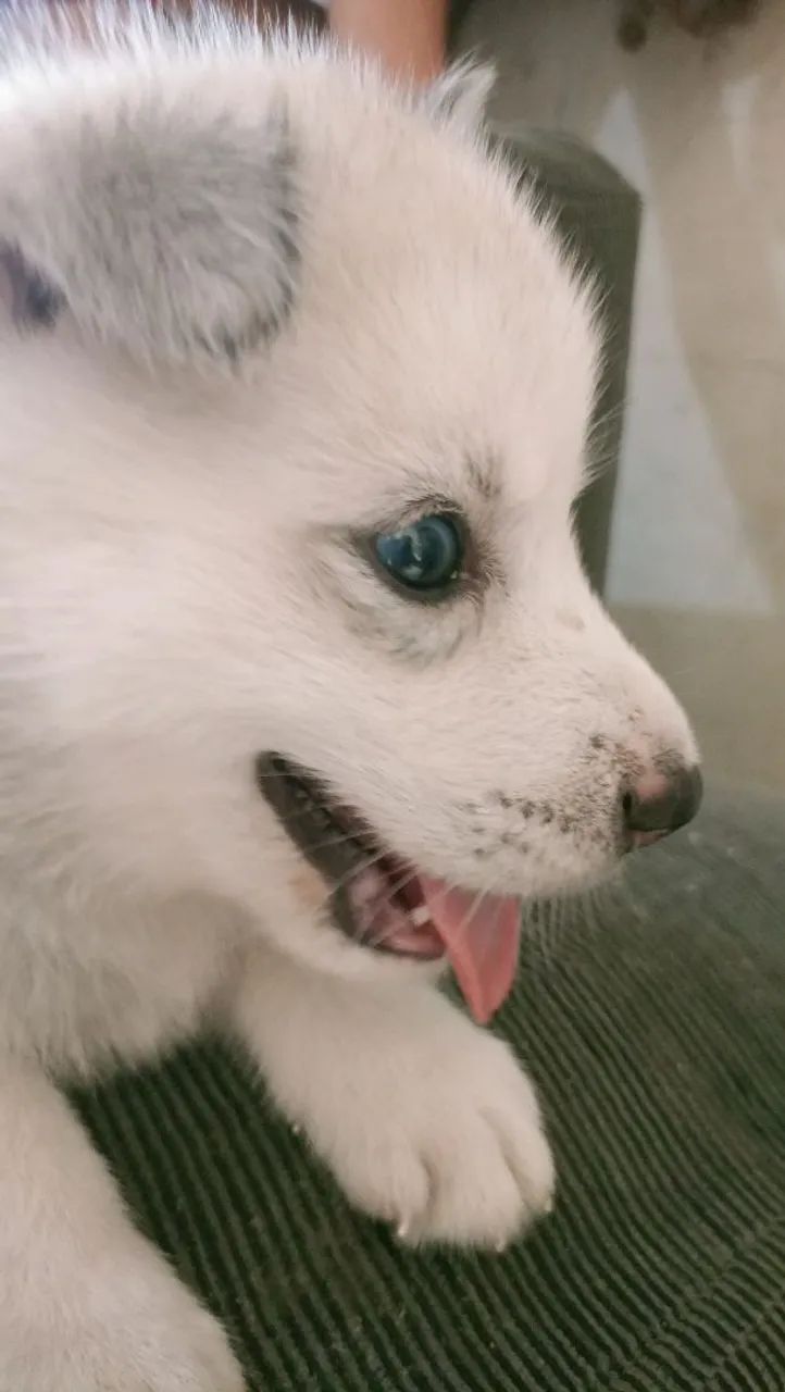 Filhote Husky Siberiano - Foto 2