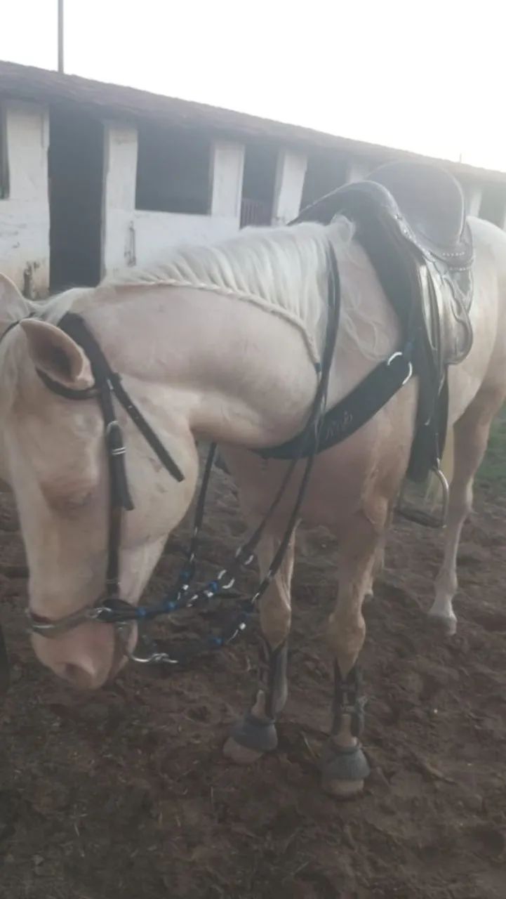 Quarto de Milha Esteira. - Foto 3