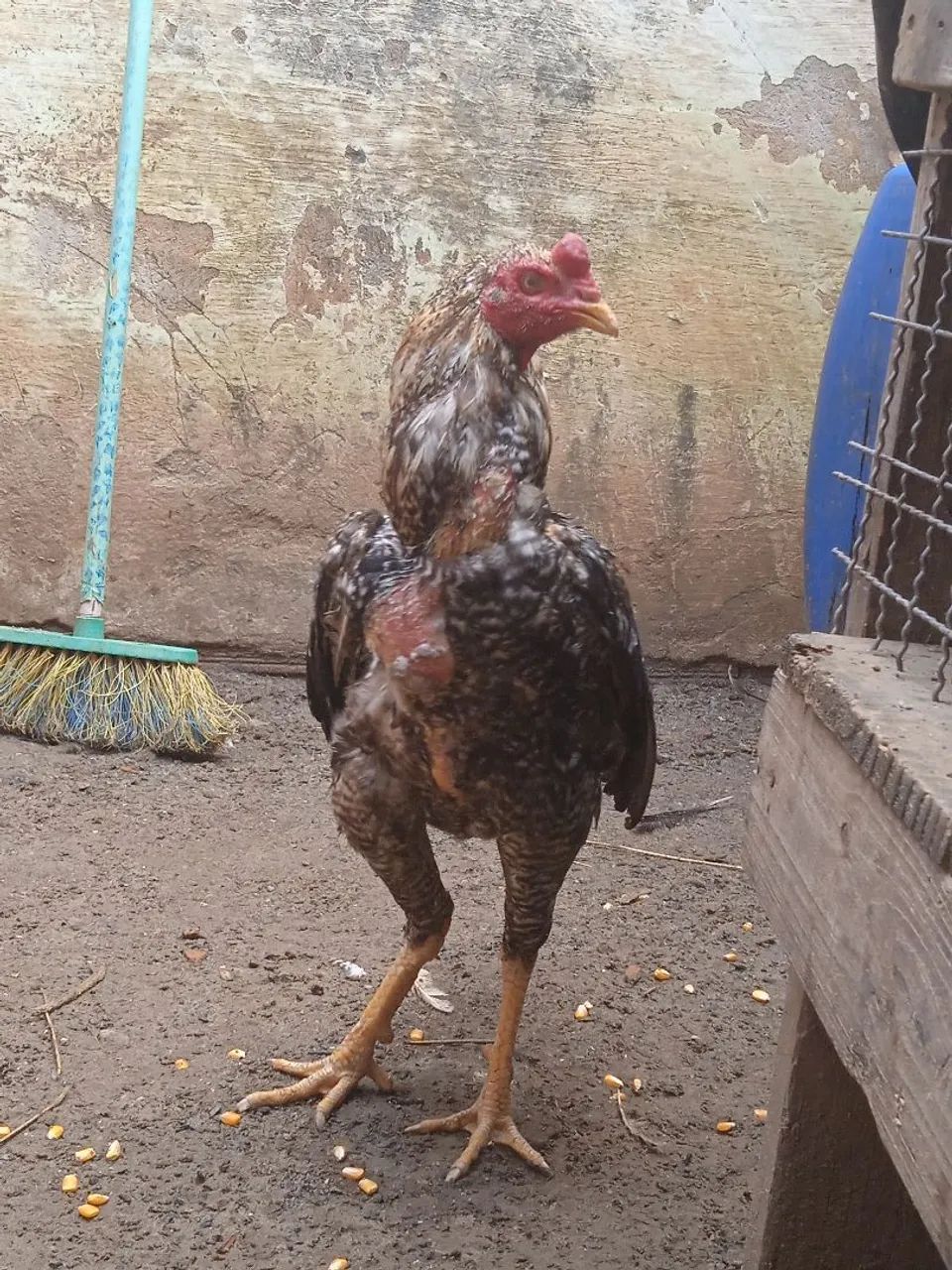 Galo índio bankiva 