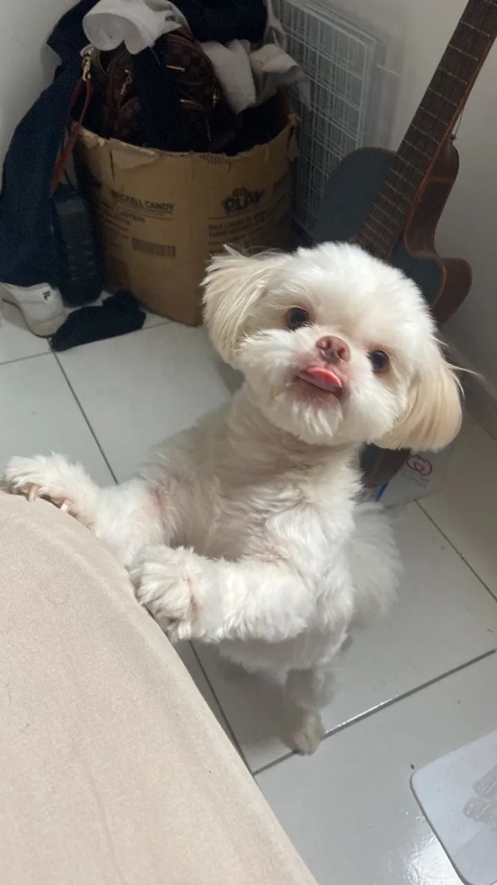 doa-se um shitszu de 2 anos - Foto 5