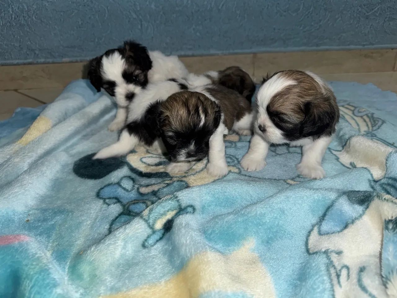 Shihtzu a venda  - Foto 2