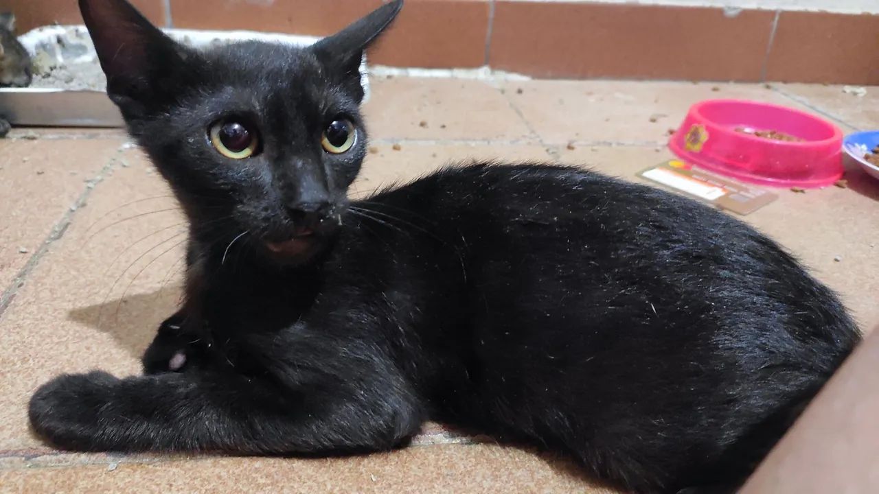 Doação de gato filhote - Foto 4