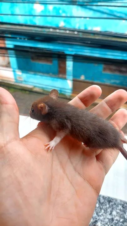 Rato twister  - Foto 3