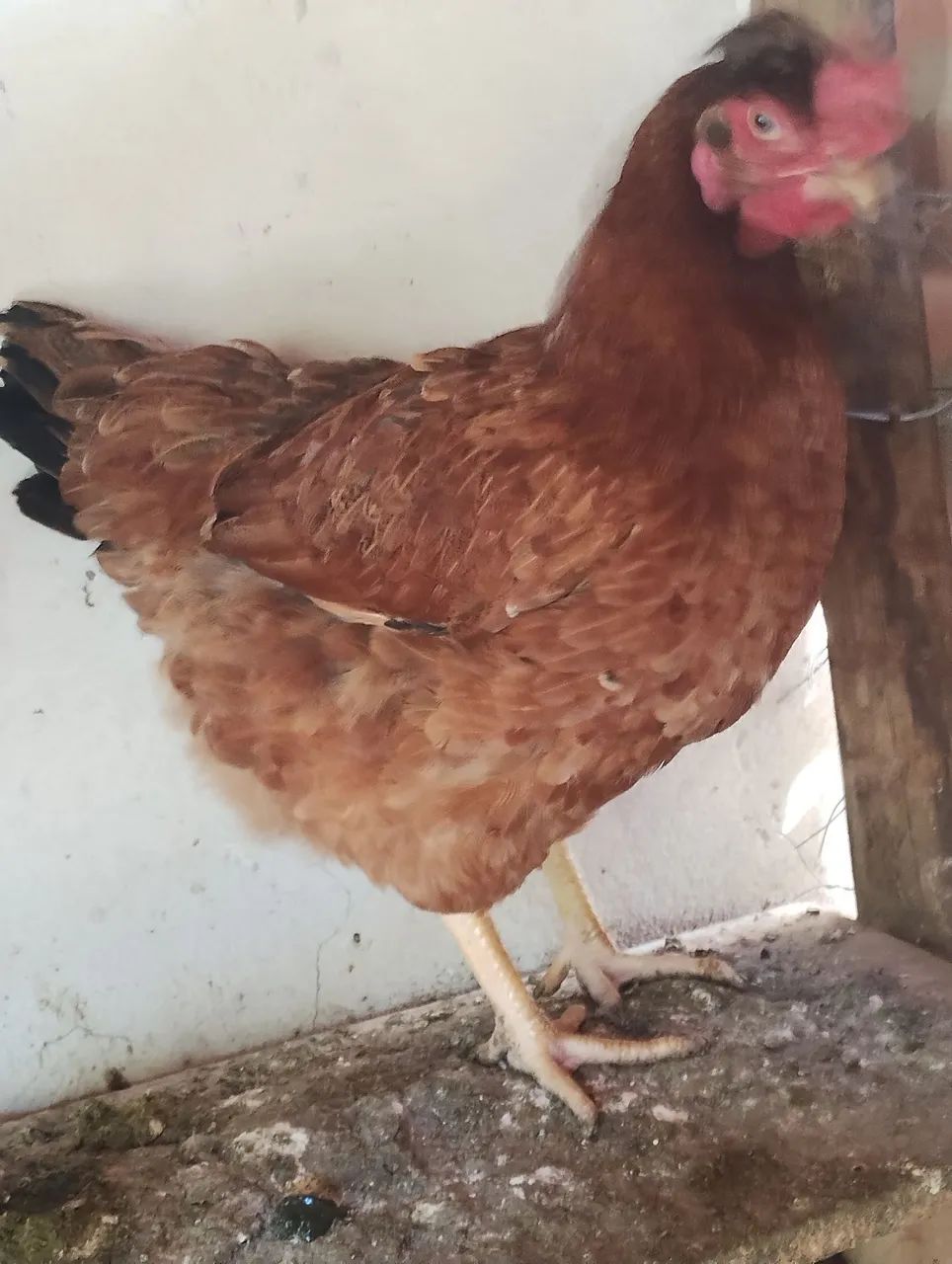 GSB ( Galinha sertaneja Balão) - Foto 2