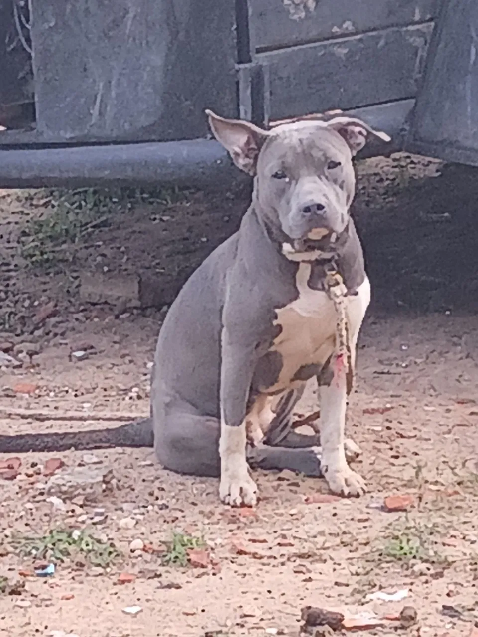 Vendo Pitbull American Bully
