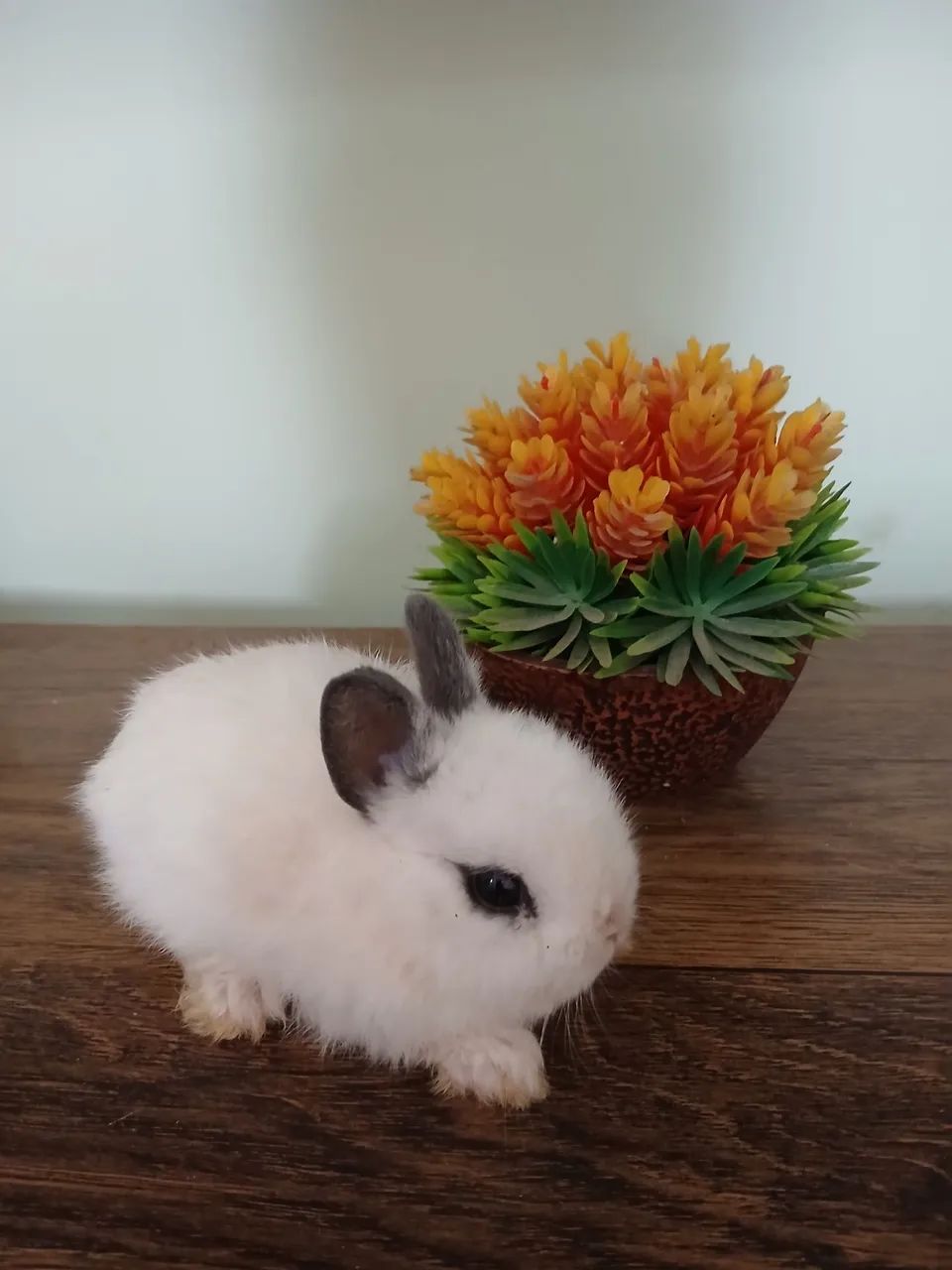 Coelhinho Nertherland Dwarf fofinho e mansinho. - Foto 2