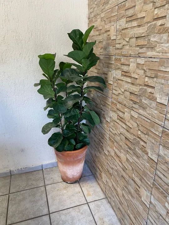 Ficus Lyrata a pronta entrega - grande,linda e cheia acompanha vaso de barro  - Foto 3