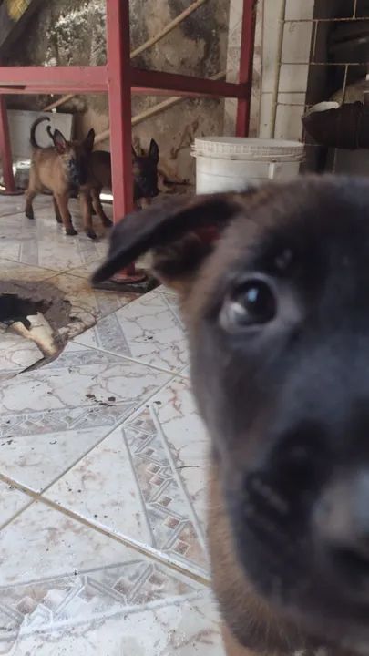 Filhote de Pastor belga malinos  - Foto 6