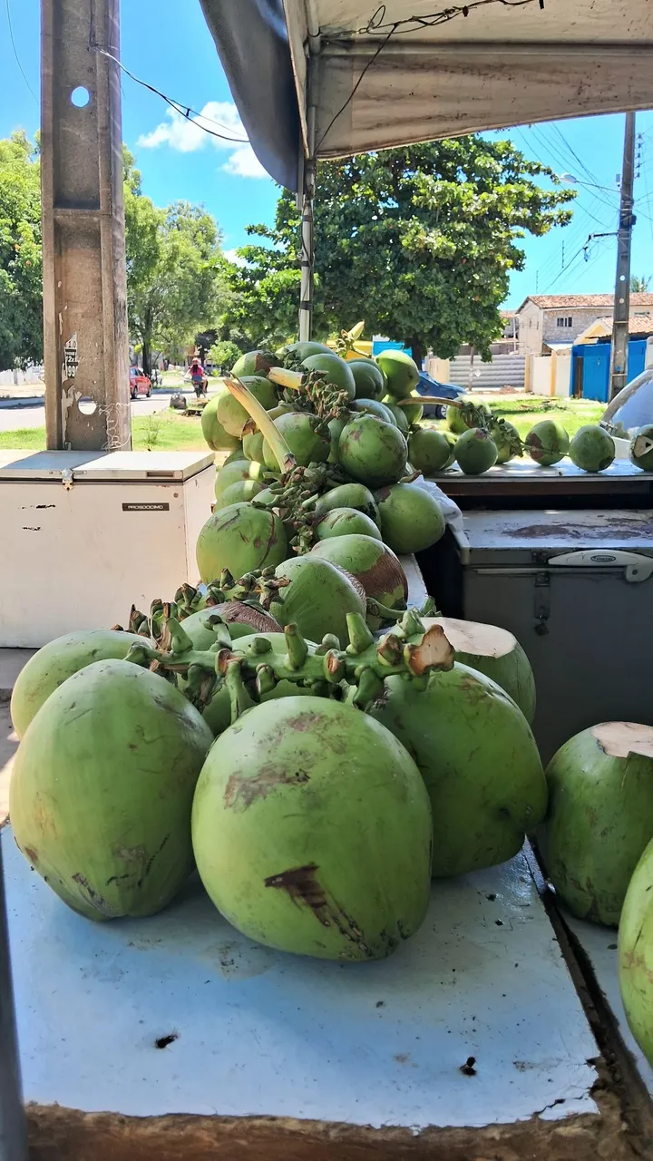 Cocos verdes frescos para venda