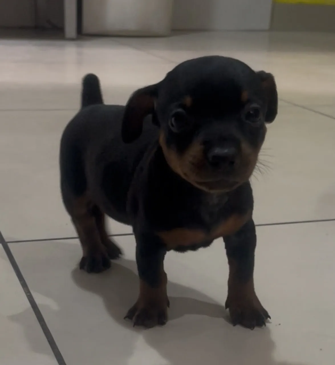 Filhote de Pinscher disponível para VENDA
