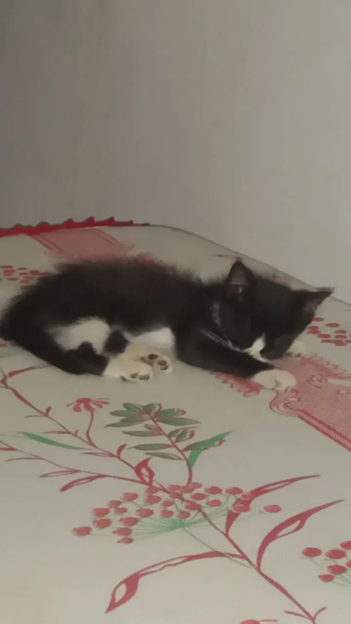 gatinhos para adoção - Foto 3