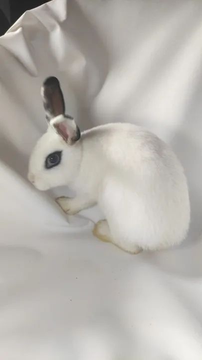 Vendo esses coelhos  - Foto 6