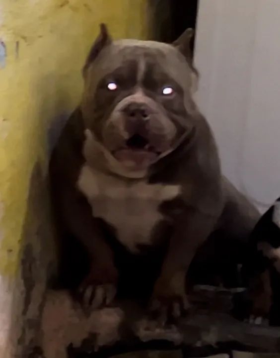 American Bully Tricolor Lilac (Pocket/Mikro) - Disponível para cobertura!  - Foto 3