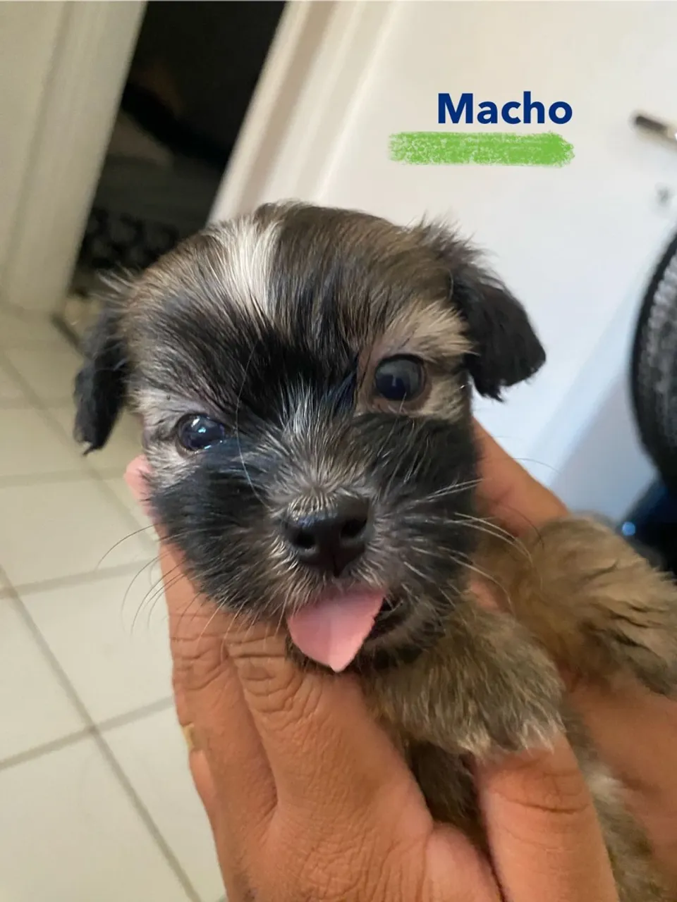 Filhotes de shih tzu com lhasa apso.