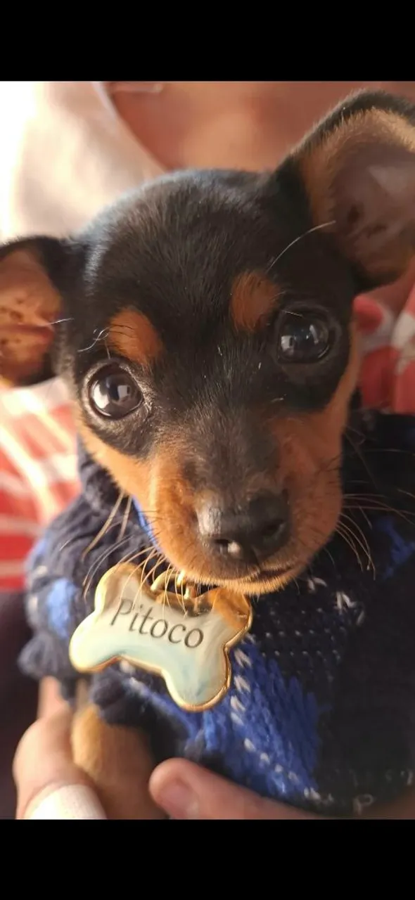 400 reais filhote de pinscher
