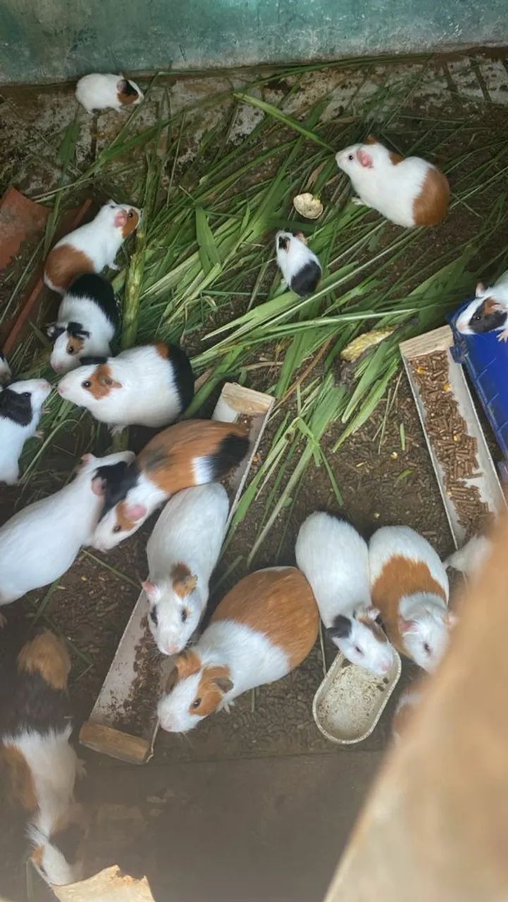 Porquinhos 64551630468355120