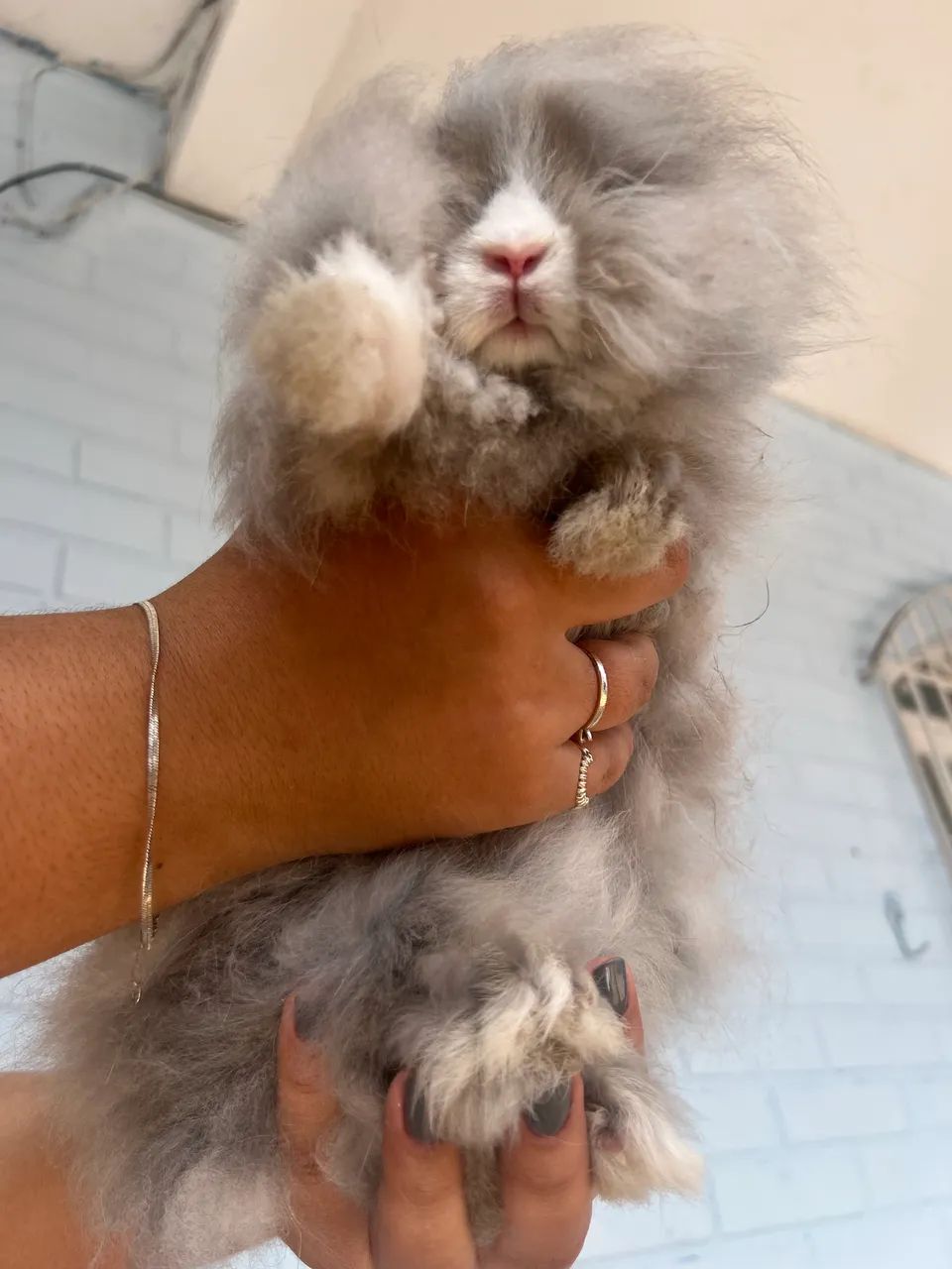 mini coelho raça teddy64684501987971121