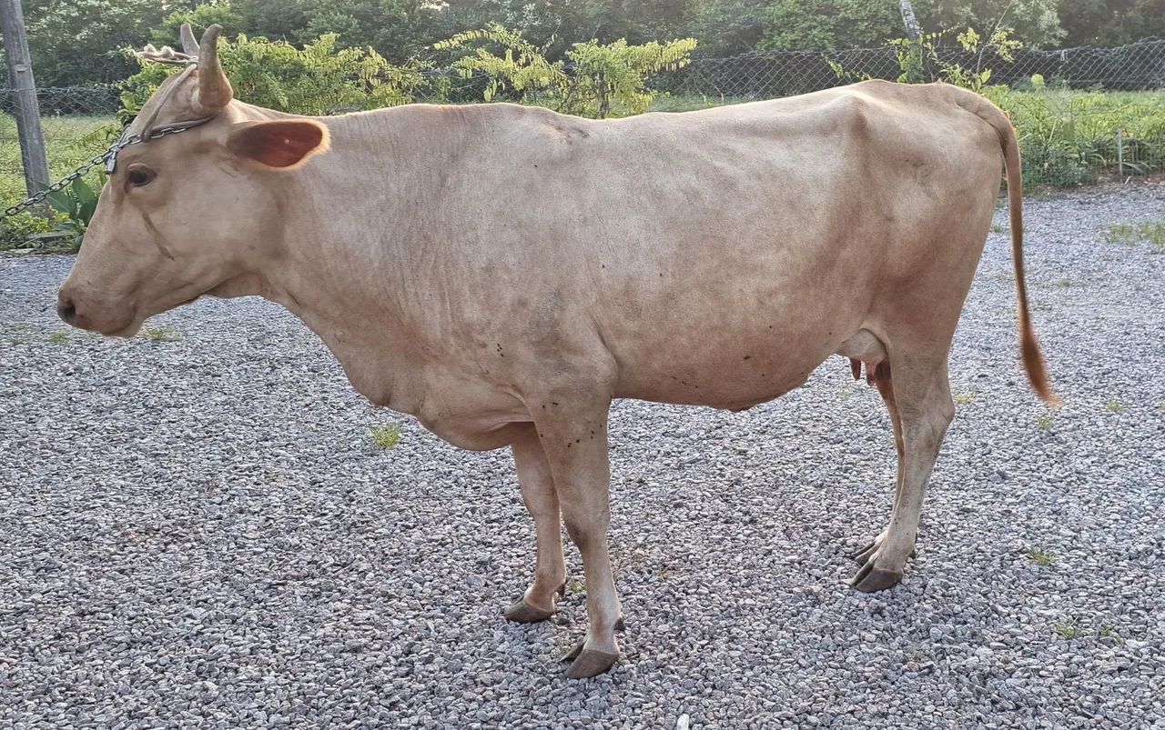 Vaca leiteira