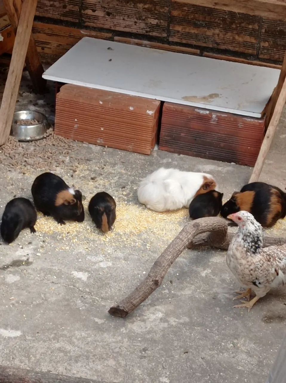 Porquinhas da índia 