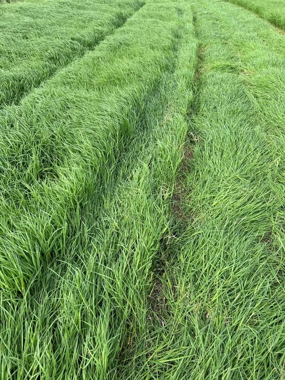 Vendo feno tipo Apré secado entrego sem custo de frete