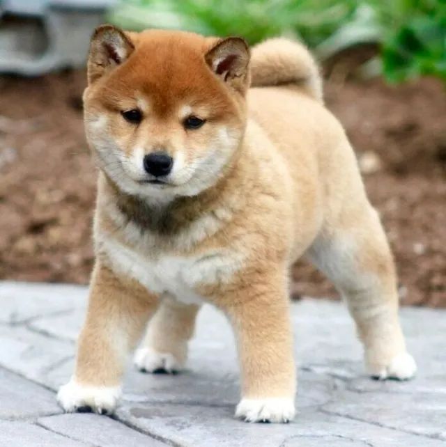 Shiba Inus Shiba Mix Puppies For Sale Mini Shiba Inu Puppy For