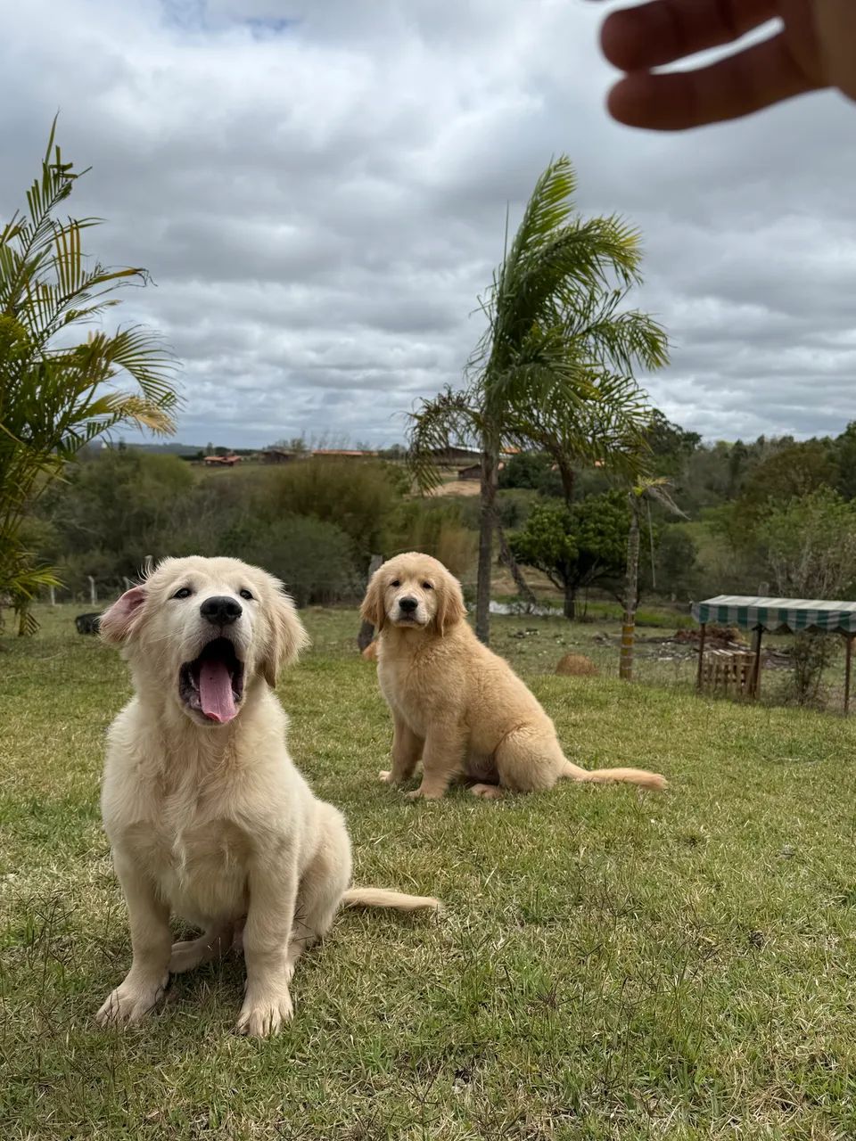 Golden 4 meses  - Foto 6