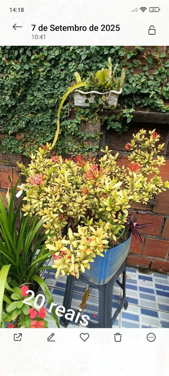 Planta 64315283738498122