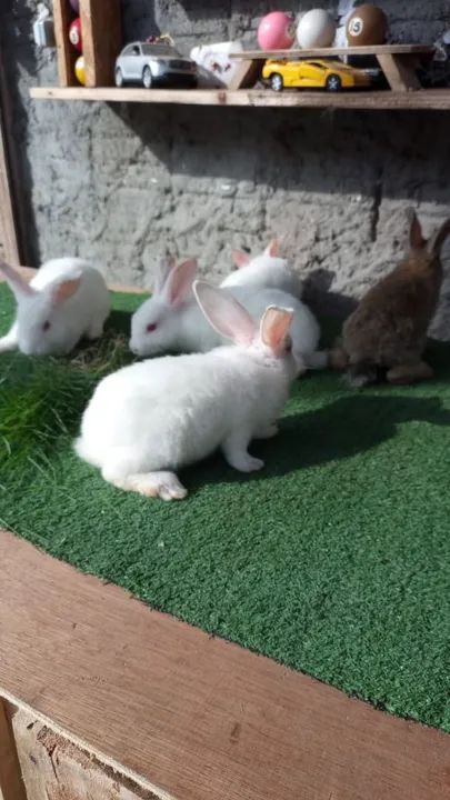 Criatorio de coelhos!!