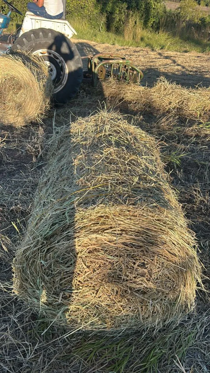 Feno para Alimentação Animal - Qualidade Superior