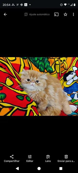 Gatos Persa Filhotes Desconto no Pix - Foto 2