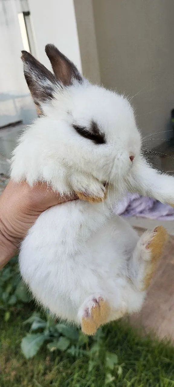 Mini coelho  - Foto 4
