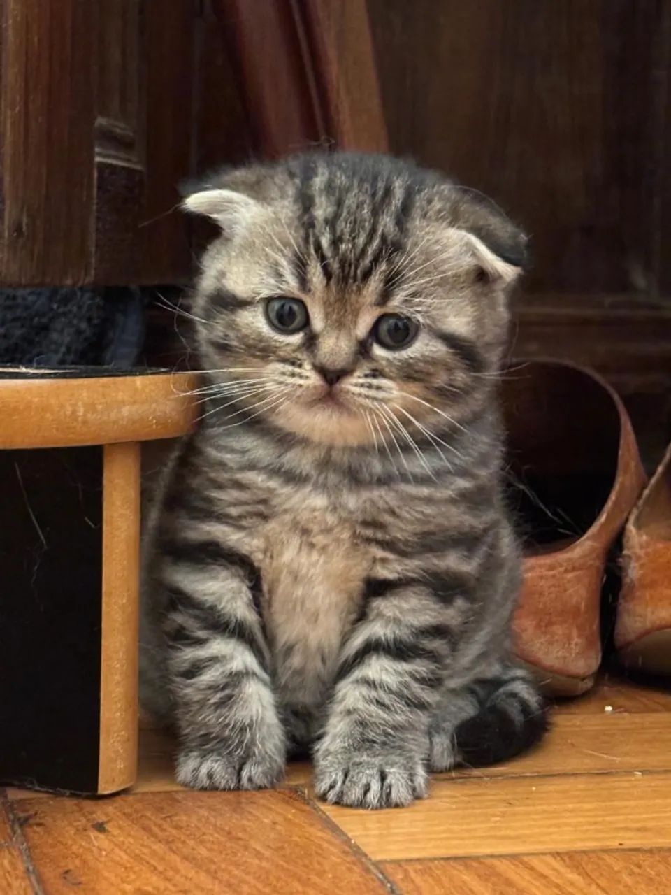 filhotes de gato Scottish Fold