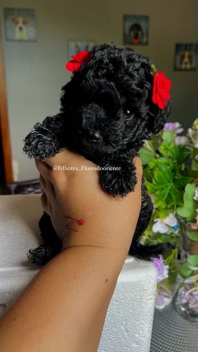 Poodle fêmea @filhotesfloresdooriente  - Foto 5
