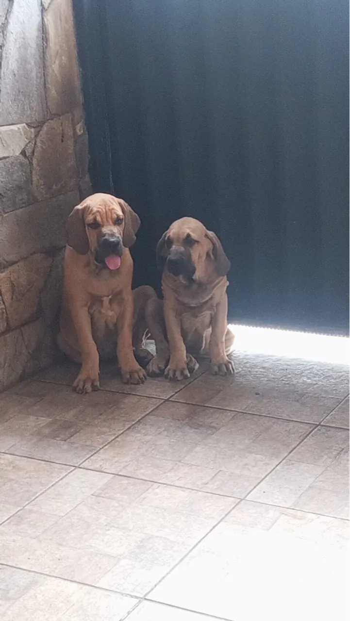 Filhotes de Fila Brasileiro disponíveis