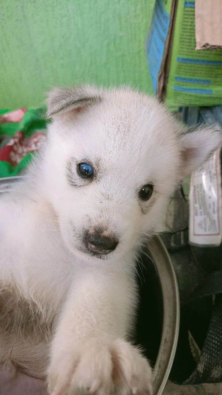 Filhote Husky Siberiano - Foto 4