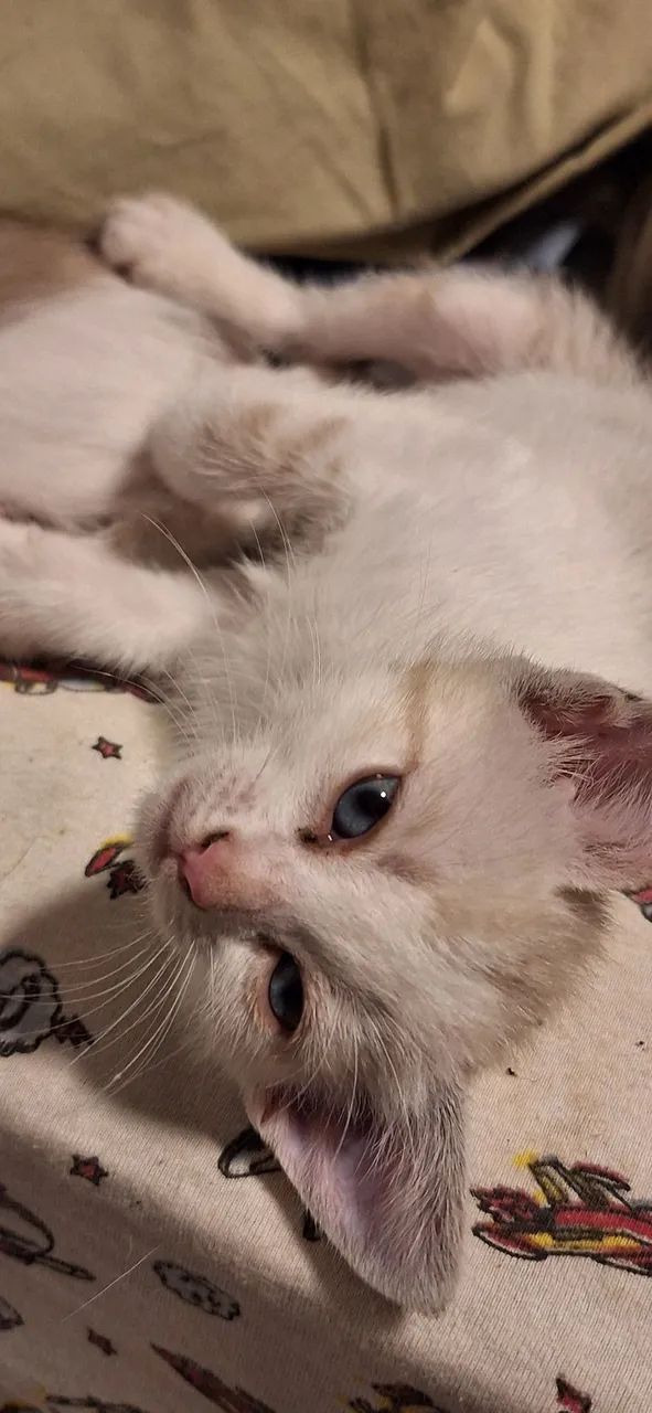 Gatos para adoção RESPONSÁVEL! - Foto 5