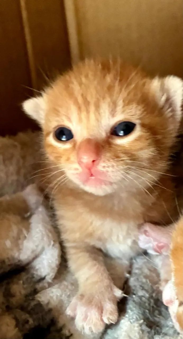 ? ADOTE O SIMBA! ? - Foto 3