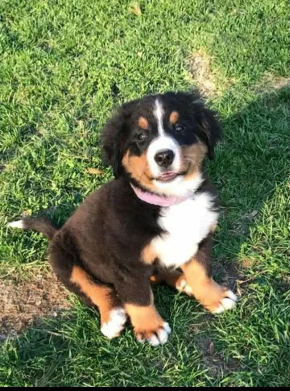 Bernese Mountain filhotes robusto 