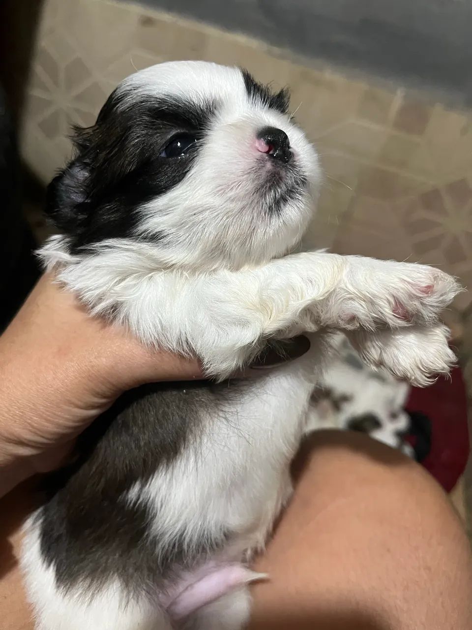 Bebê shitzu  - Foto 4