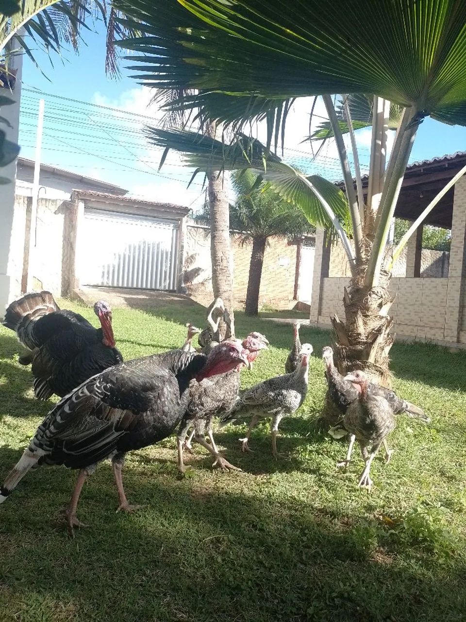 Peru reprodutor e frangos de perus  - Foto 3