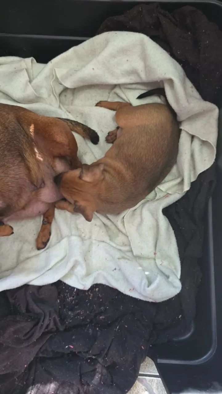 Pinscher - Foto 5