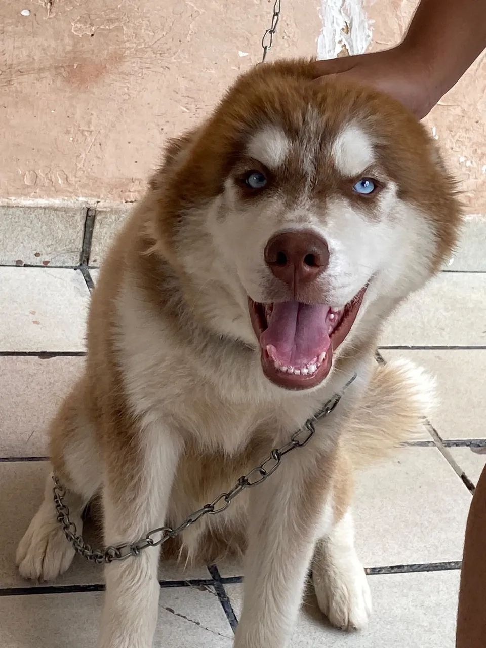 Filhote Husky Siberiano - Foto 2