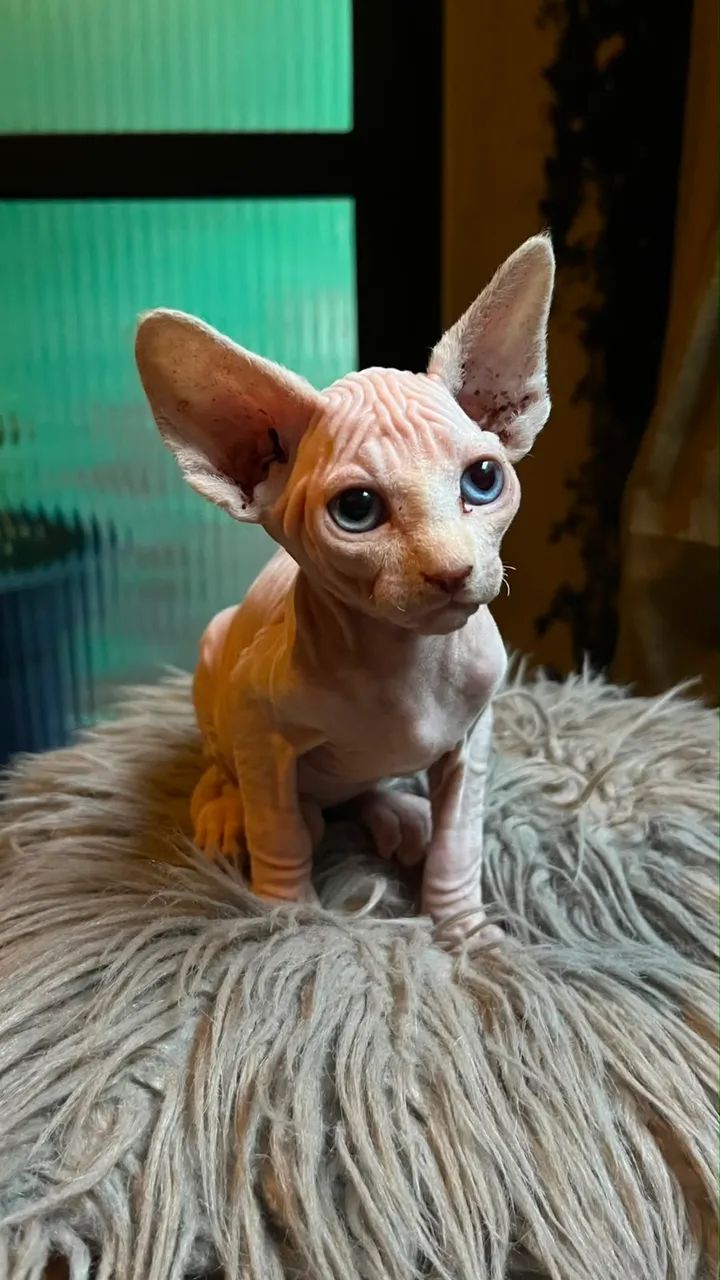 Gato Sphynx  - Foto 4