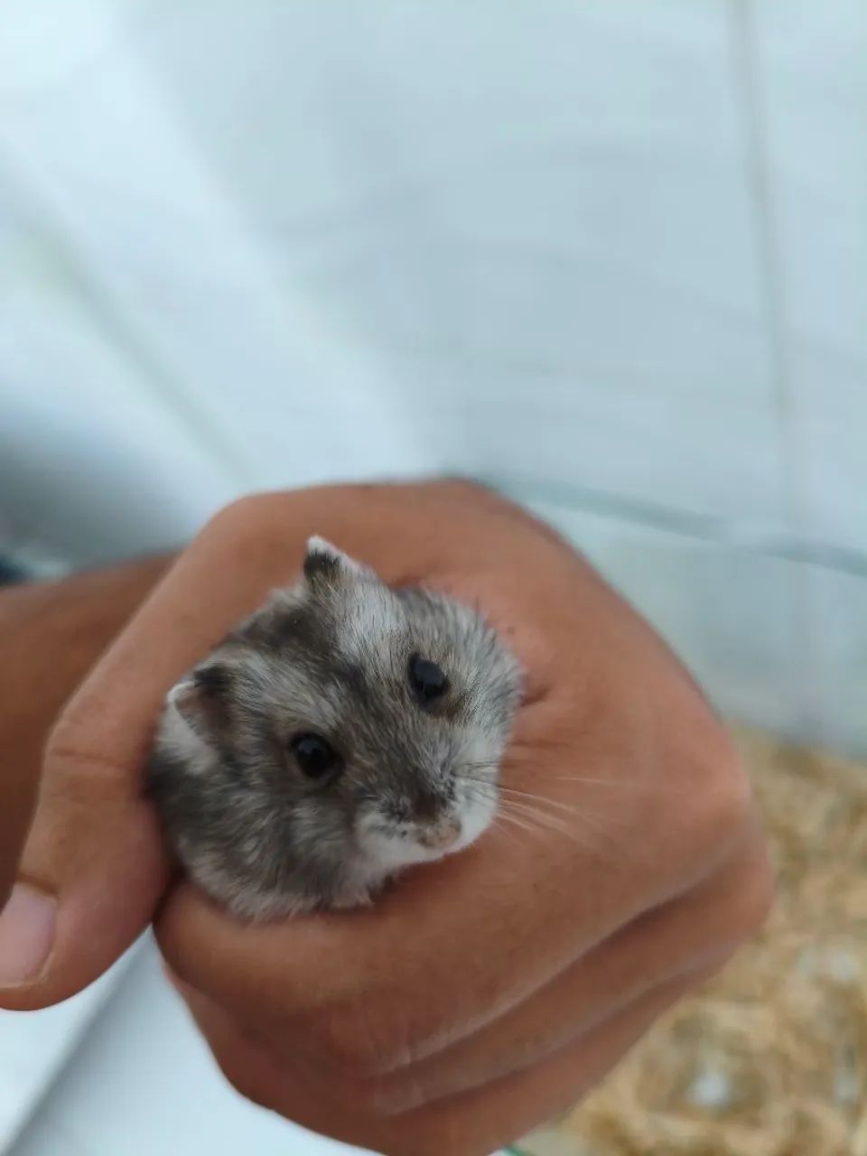 Hamster  - Foto 2
