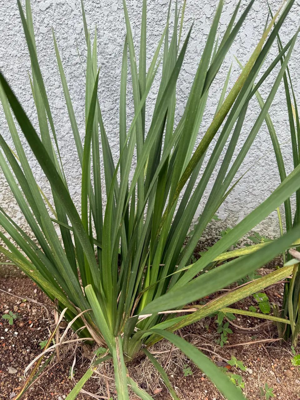 Planta 