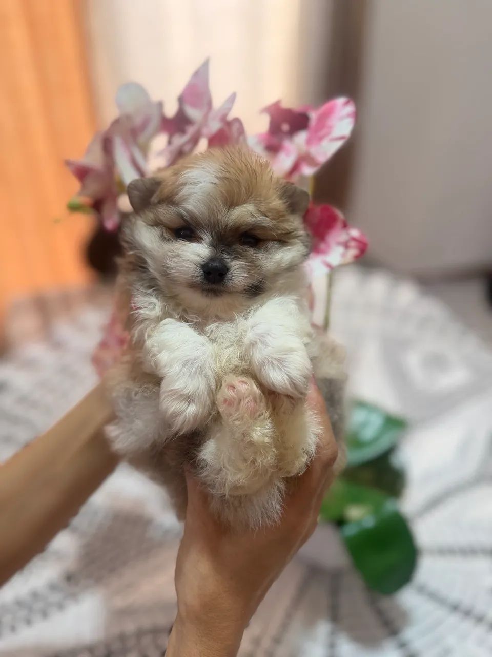 Spitz Alemão  - Foto 2