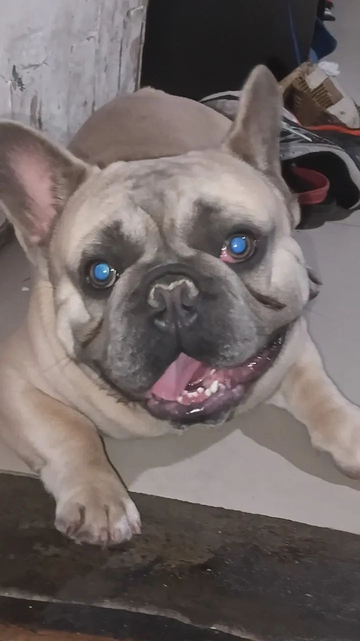 Cachorro  - Foto 2